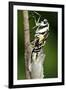 Common Swallowtail Chrysalis-Paul Harcourt Davies-Framed Photographic Print