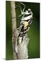 Common Swallowtail Chrysalis-Paul Harcourt Davies-Mounted Photographic Print