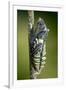 Common Swallowtail Chrysalis-Paul Harcourt Davies-Framed Photographic Print