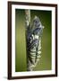 Common Swallowtail Chrysalis-Paul Harcourt Davies-Framed Photographic Print