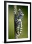 Common Swallowtail Chrysalis-Paul Harcourt Davies-Framed Photographic Print