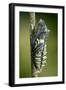 Common Swallowtail Chrysalis-Paul Harcourt Davies-Framed Photographic Print