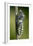 Common Swallowtail Chrysalis-Paul Harcourt Davies-Framed Photographic Print