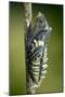 Common Swallowtail Chrysalis-Paul Harcourt Davies-Mounted Photographic Print