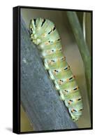 Common Swallowtail Larvae-Paul Harcourt Davies-Framed Stretched Canvas