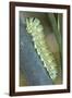 Common Swallowtail Larvae-Paul Harcourt Davies-Framed Photographic Print