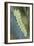 Common Swallowtail Larvae-Paul Harcourt Davies-Framed Photographic Print