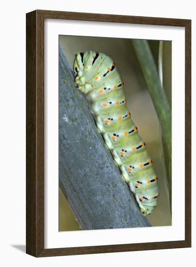 Common Swallowtail Larvae-Paul Harcourt Davies-Framed Photographic Print