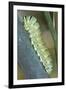 Common Swallowtail Larvae-Paul Harcourt Davies-Framed Photographic Print