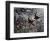 Common Swift, 1886-Bruno Andreas Liljefors-Framed Giclee Print