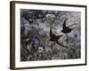 Common Swift, 1886-Bruno Andreas Liljefors-Framed Giclee Print