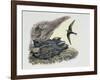 Common Swift Flying with Three Young Ones in a Nest (Apus Apus)-null-Framed Giclee Print