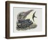 Common Swift Flying with Three Young Ones in a Nest (Apus Apus)-null-Framed Premium Giclee Print