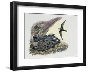 Common Swift Flying with Three Young Ones in a Nest (Apus Apus)-null-Framed Premium Giclee Print