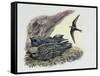 Common Swift Flying with Three Young Ones in a Nest (Apus Apus)-null-Framed Stretched Canvas