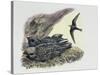 Common Swift Flying with Three Young Ones in a Nest (Apus Apus)-null-Stretched Canvas