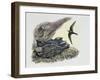 Common Swift Flying with Three Young Ones in a Nest (Apus Apus)-null-Framed Giclee Print