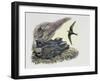 Common Swift Flying with Three Young Ones in a Nest (Apus Apus)-null-Framed Giclee Print