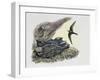 Common Swift Flying with Three Young Ones in a Nest (Apus Apus)-null-Framed Giclee Print