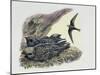 Common Swift Flying with Three Young Ones in a Nest (Apus Apus)-null-Mounted Giclee Print