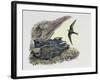 Common Swift Flying with Three Young Ones in a Nest (Apus Apus)-null-Framed Giclee Print