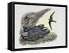 Common Swift Flying with Three Young Ones in a Nest (Apus Apus)-null-Framed Stretched Canvas