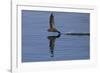 Common Swift in flight reflected in water, Norfolk, England-Robin Chittenden-Framed Photographic Print