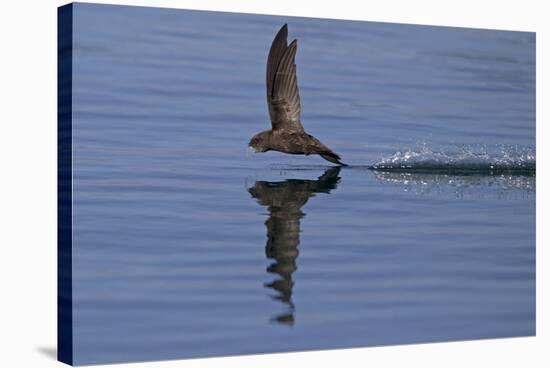 Common Swift in flight reflected in water, Norfolk, England-Robin Chittenden-Stretched Canvas