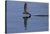 Common Swift in flight reflected in water, Norfolk, England-Robin Chittenden-Stretched Canvas