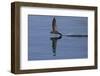 Common Swift in flight reflected in water, Norfolk, England-Robin Chittenden-Framed Photographic Print