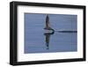 Common Swift in flight reflected in water, Norfolk, England-Robin Chittenden-Framed Photographic Print