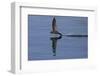 Common Swift in flight reflected in water, Norfolk, England-Robin Chittenden-Framed Photographic Print