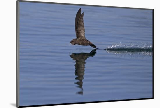 Common Swift in flight reflected in water, Norfolk, England-Robin Chittenden-Mounted Photographic Print