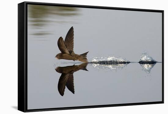 Common Swift skimming water surface, UK-Robin Chittenden-Framed Stretched Canvas