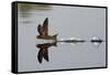 Common Swift skimming water surface, UK-Robin Chittenden-Framed Stretched Canvas