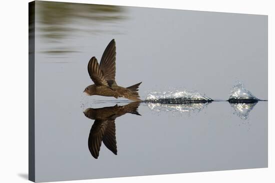 Common Swift skimming water surface, UK-Robin Chittenden-Stretched Canvas