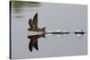 Common Swift skimming water surface, UK-Robin Chittenden-Stretched Canvas