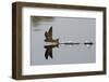 Common Swift skimming water surface, UK-Robin Chittenden-Framed Photographic Print