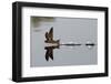 Common Swift skimming water surface, UK-Robin Chittenden-Framed Photographic Print