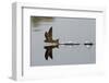 Common Swift skimming water surface, UK-Robin Chittenden-Framed Photographic Print