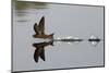 Common Swift skimming water surface, UK-Robin Chittenden-Mounted Photographic Print