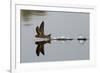 Common Swift skimming water surface, UK-Robin Chittenden-Framed Photographic Print