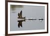 Common Swift skimming water surface, UK-Robin Chittenden-Framed Photographic Print