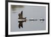 Common Swift skimming water surface, UK-Robin Chittenden-Framed Photographic Print