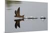 Common Swift skimming water surface, UK-Robin Chittenden-Mounted Photographic Print