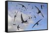 Common swifts (Apus apus) flying overhead, Wiltshire, UK, June.  Digital composite image.-Nick Upton-Framed Stretched Canvas