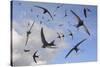 Common swifts (Apus apus) flying overhead, Wiltshire, UK, June.  Digital composite image.-Nick Upton-Stretched Canvas