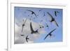 Common swifts (Apus apus) flying overhead, Wiltshire, UK, June.  Digital composite image.-Nick Upton-Framed Photographic Print