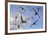 Common swifts (Apus apus) flying overhead, Wiltshire, UK, June.  Digital composite image.-Nick Upton-Framed Photographic Print