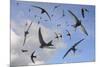 Common swifts (Apus apus) flying overhead, Wiltshire, UK, June.  Digital composite image.-Nick Upton-Mounted Photographic Print